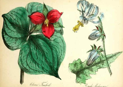 Reproducción/Reproduction 8079586267: The American flora :. New York :Hull & Spencer,1855.