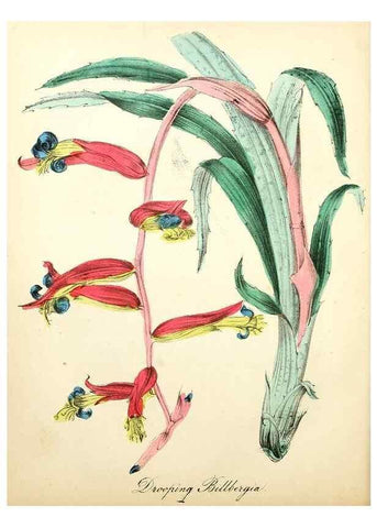 Reproducción/Reproduction 8079580714: The American flora :. New York :Hull & Spencer,1855.