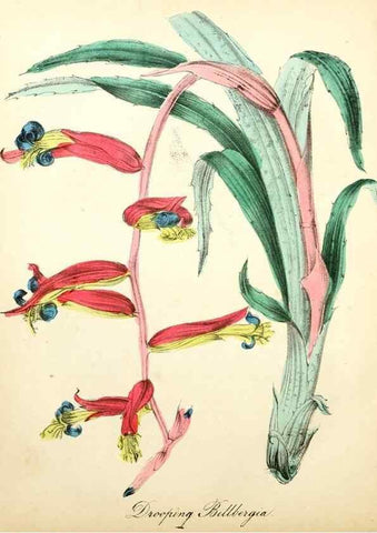 Reproducción/Reproduction 8079580714: The American flora :. New York :Hull & Spencer,1855.