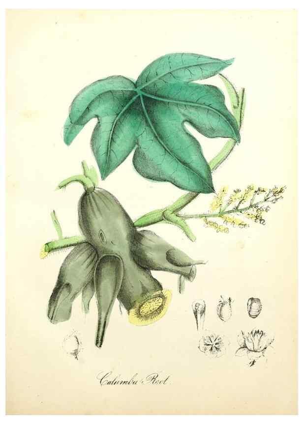 Reproducción/Reproduction 8079581034: The American flora :. New York :Hull & Spencer,1855.