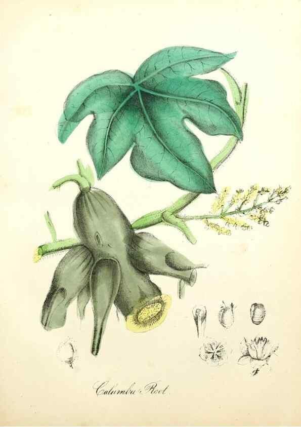 Reproducción/Reproduction 8079581034: The American flora :. New York :Hull & Spencer,1855.