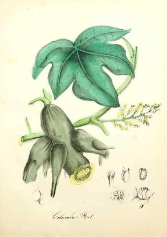 Reproducción/Reproduction 8079581034: The American flora :. New York :Hull & Spencer,1855.