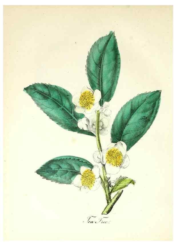 Reproducción/Reproduction 8079587217: The American flora :. New York :Hull & Spencer,1855.