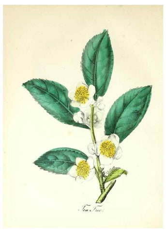 Reproducción/Reproduction 8079587217: The American flora :. New York :Hull & Spencer,1855.