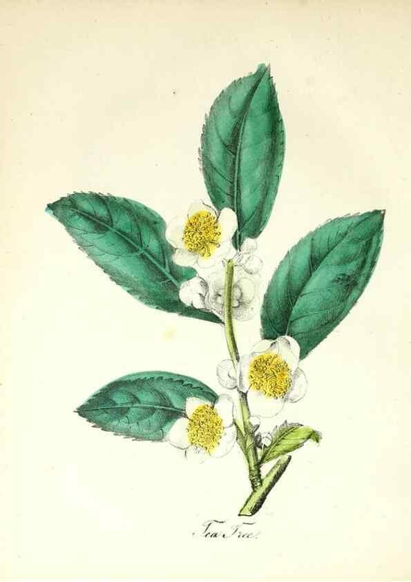 Reproducción/Reproduction 8079587217: The American flora :. New York :Hull & Spencer,1855.