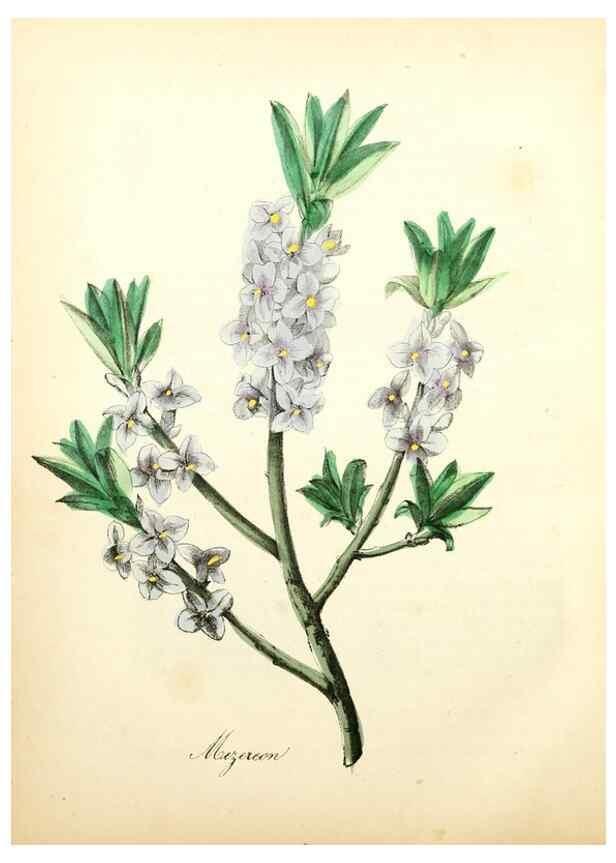 Reproducción/Reproduction 8079581634: The American flora :. New York :Hull & Spencer,1855.