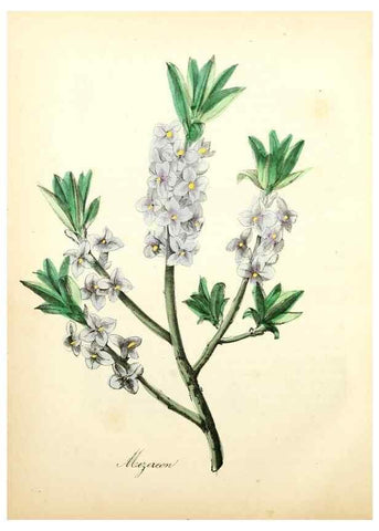 Reproducción/Reproduction 8079581634: The American flora :. New York :Hull & Spencer,1855.