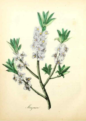 Reproducción/Reproduction 8079581634: The American flora :. New York :Hull & Spencer,1855.