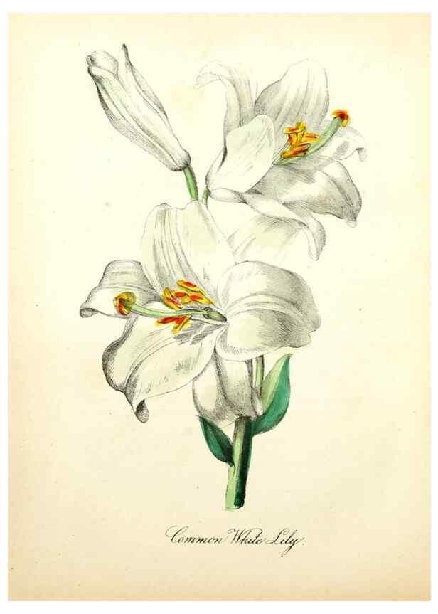 Reproducción/Reproduction 8079581912: The American flora :. New York :Hull & Spencer,1855.