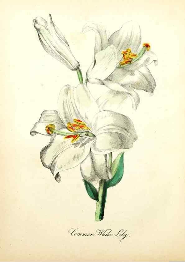 Reproducción/Reproduction 8079581912: The American flora :. New York :Hull & Spencer,1855.