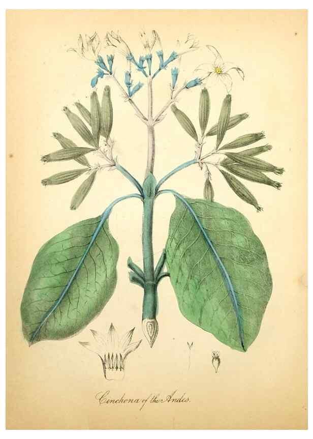 Reproducción/Reproduction 8079582485: The American flora :. New York :Hull & Spencer,1855.
