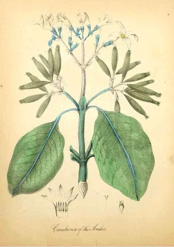 Reproducción/Reproduction 8079582485: The American flora :. New York :Hull & Spencer,1855.