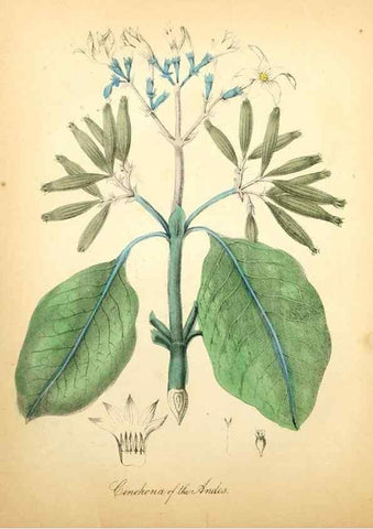 Reproducción/Reproduction 8079582485: The American flora :. New York :Hull & Spencer,1855.