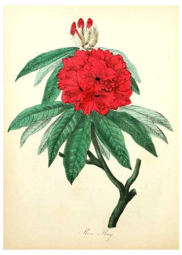 Reproducción/Reproduction 8079576408: The American flora :. New York :Hull & Spencer,1855.