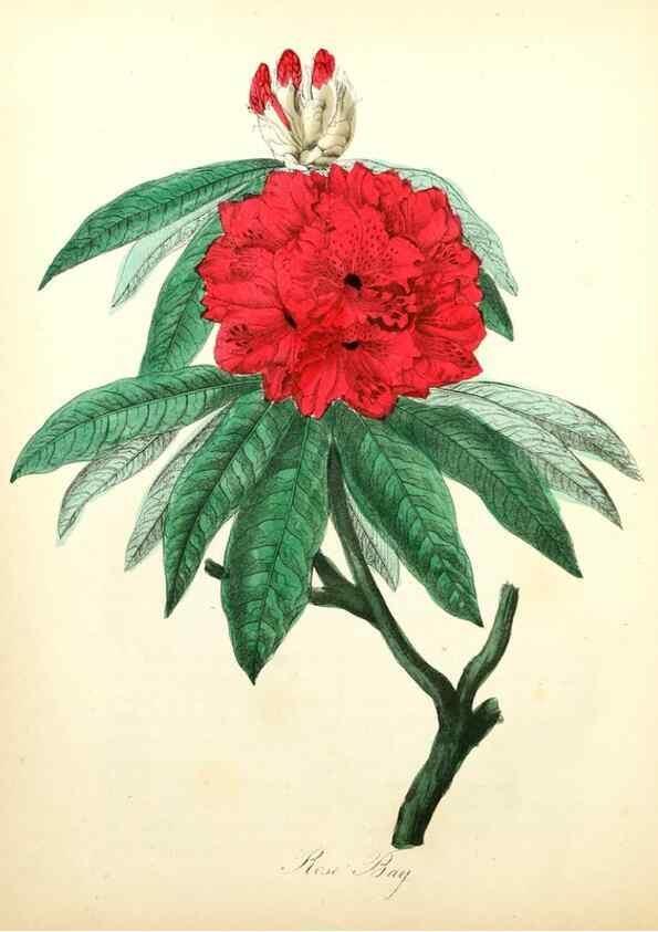 Reproducción/Reproduction 8079576408: The American flora :. New York :Hull & Spencer,1855.