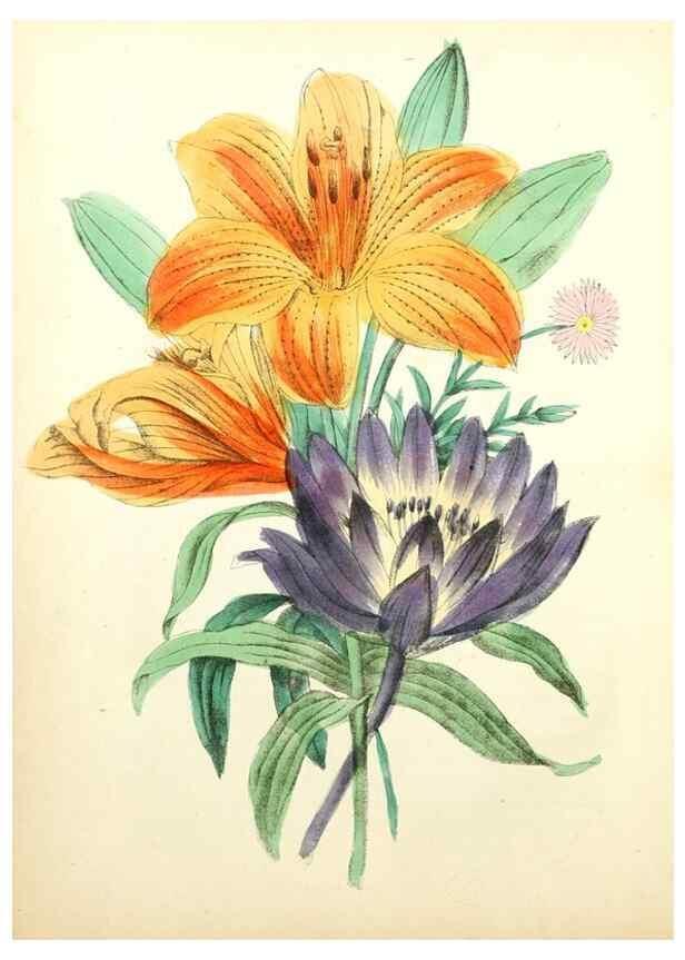 Reproducción/Reproduction 8079581831: The American flora :. New York :Hull & Spencer,1855.