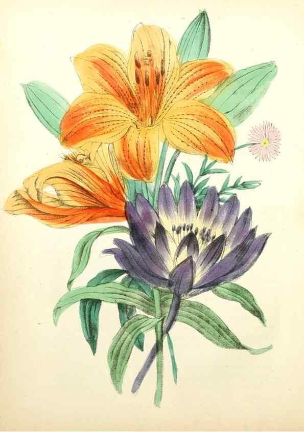 Reproducción/Reproduction 8079581831: The American flora :. New York :Hull & Spencer,1855.