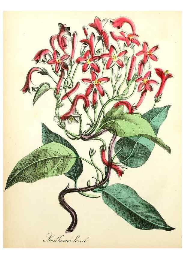 Reproducción/Reproduction 8079575692: The American flora :. New York :Hull & Spencer,1855.