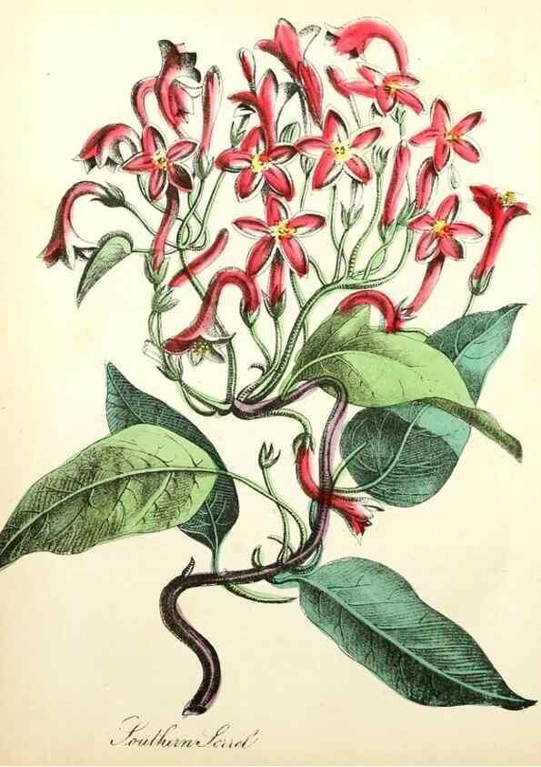 Reproducción/Reproduction 8079575692: The American flora :. New York :Hull & Spencer,1855.
