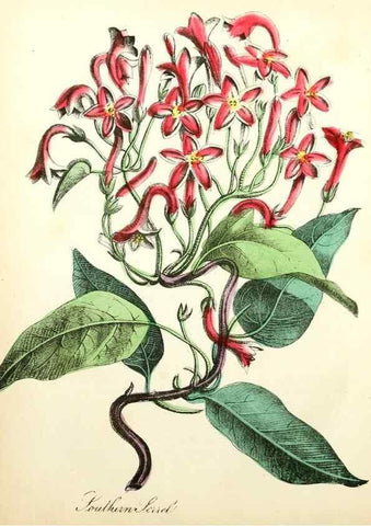 Reproducción/Reproduction 8079575692: The American flora :. New York :Hull & Spencer,1855.