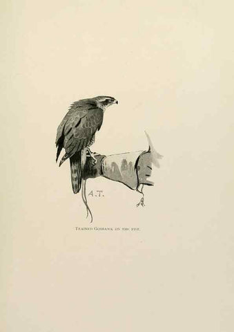 Reproducción/Reproduction 8076823293: Lord Lilford on birds:. London,Hutchinson,1903.