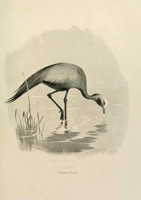 Reproducción/Reproduction 8076816278: Lord Lilford on birds:. London,Hutchinson,1903.