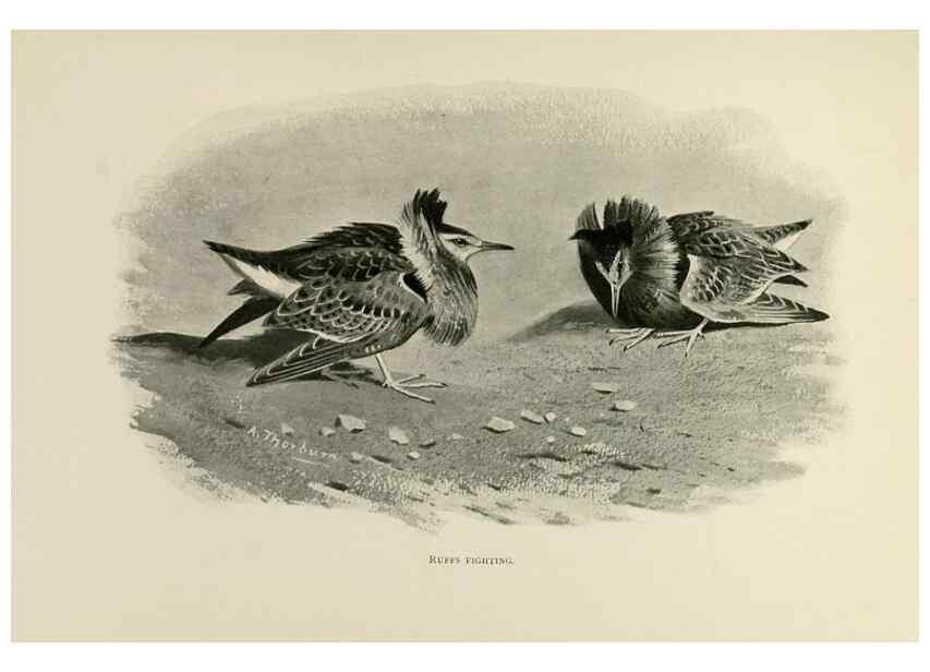Reproducción/Reproduction 8076824495: Lord Lilford on birds:. London,Hutchinson,1903.