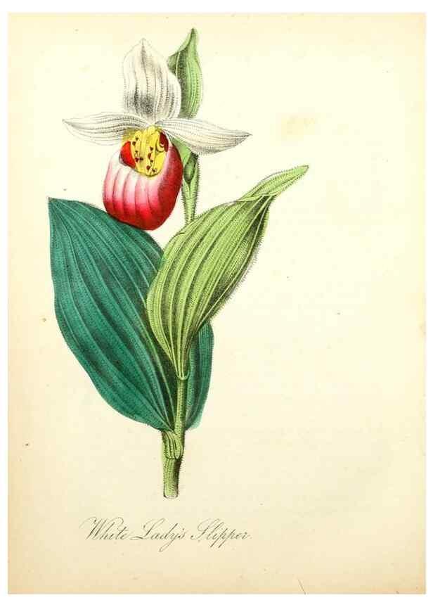 Reproducción/Reproduction 8079588139: The American flora :. New York :Hull & Spencer,1855.