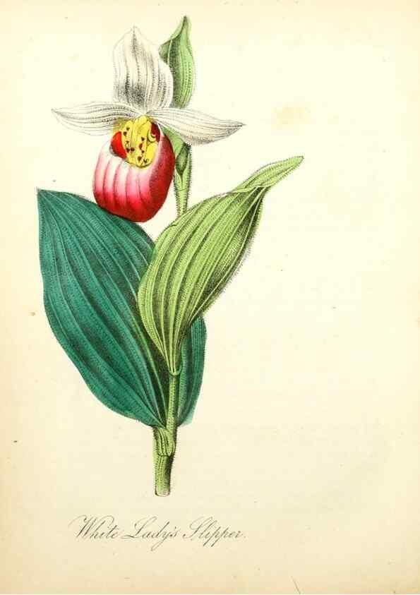 Reproducción/Reproduction 8079588139: The American flora :. New York :Hull & Spencer,1855.