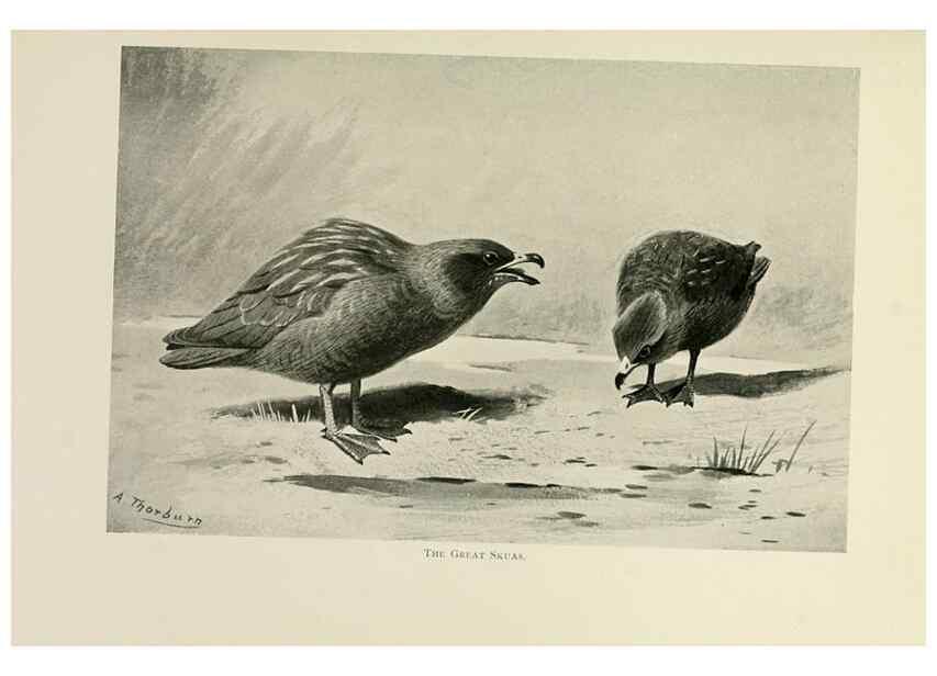 Reproducción/Reproduction 8076817466: Lord Lilford on birds:. London,Hutchinson,1903.