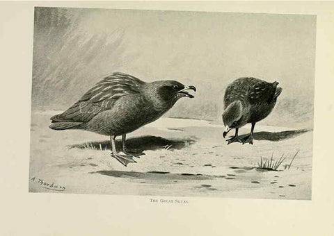 Reproducción/Reproduction 8076817466: Lord Lilford on birds:. London,Hutchinson,1903.