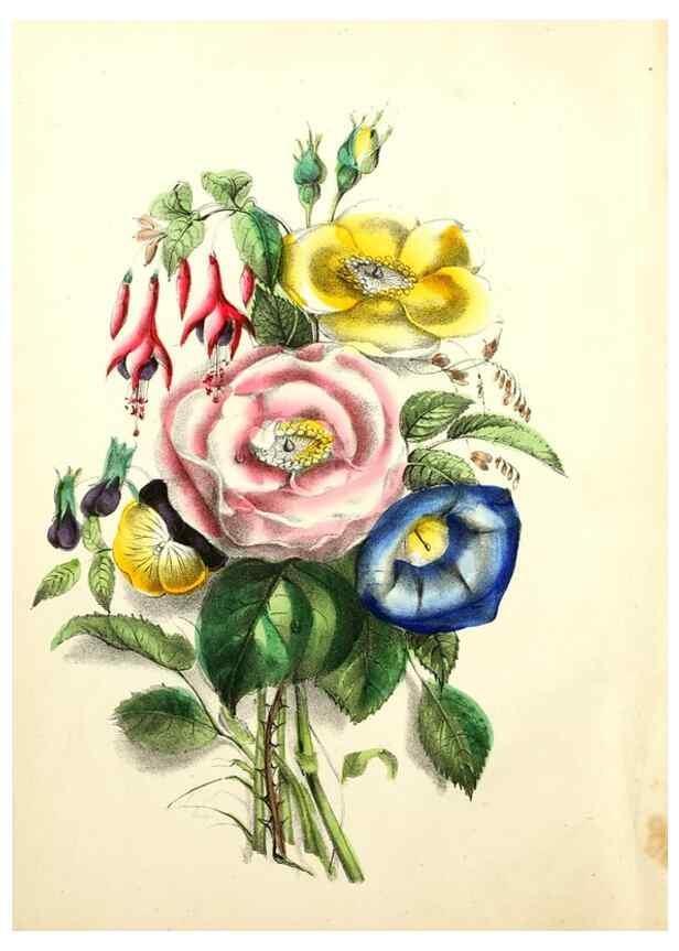 Reproducción/Reproduction 8079573180: The American flora :. New York :Hull & Spencer,1855.