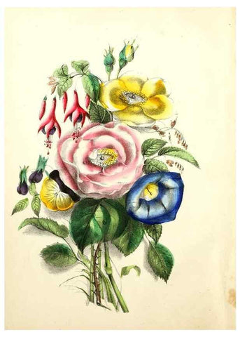 Reproducción/Reproduction 8079573180: The American flora :. New York :Hull & Spencer,1855.