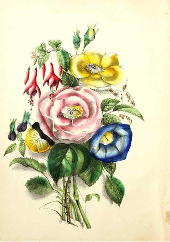 Reproducción/Reproduction 8079573180: The American flora :. New York :Hull & Spencer,1855.