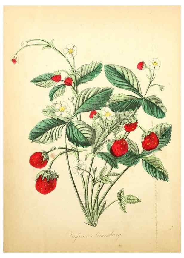 Reproducción/Reproduction 8079574012: The American flora :. New York :Hull & Spencer,1855.