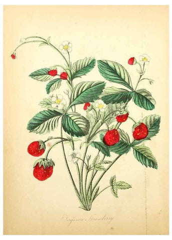 Reproducción/Reproduction 8079574012: The American flora :. New York :Hull & Spencer,1855.