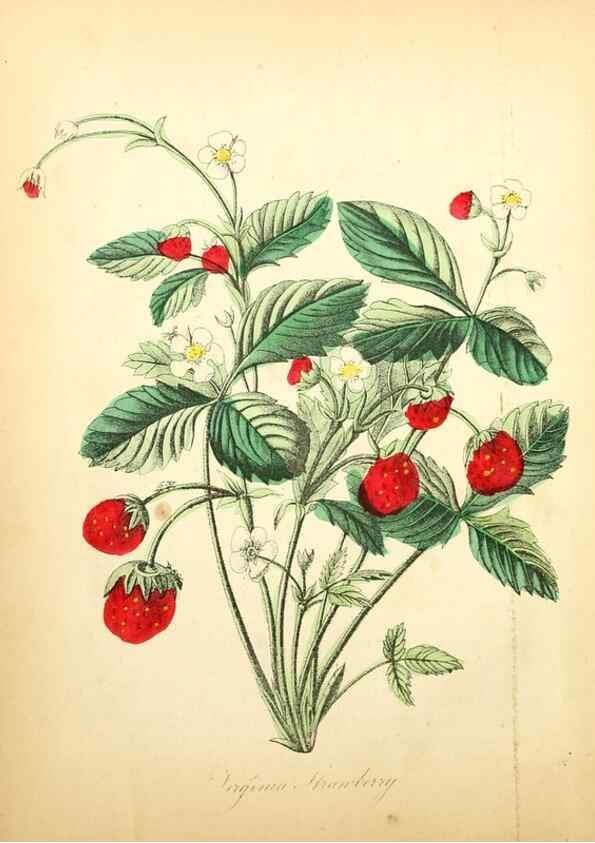 Reproducción/Reproduction 8079574012: The American flora :. New York :Hull & Spencer,1855.