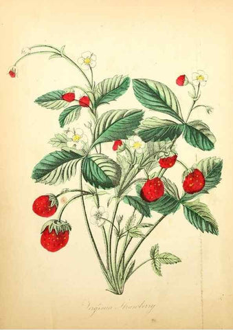 Reproducción/Reproduction 8079574012: The American flora :. New York :Hull & Spencer,1855.