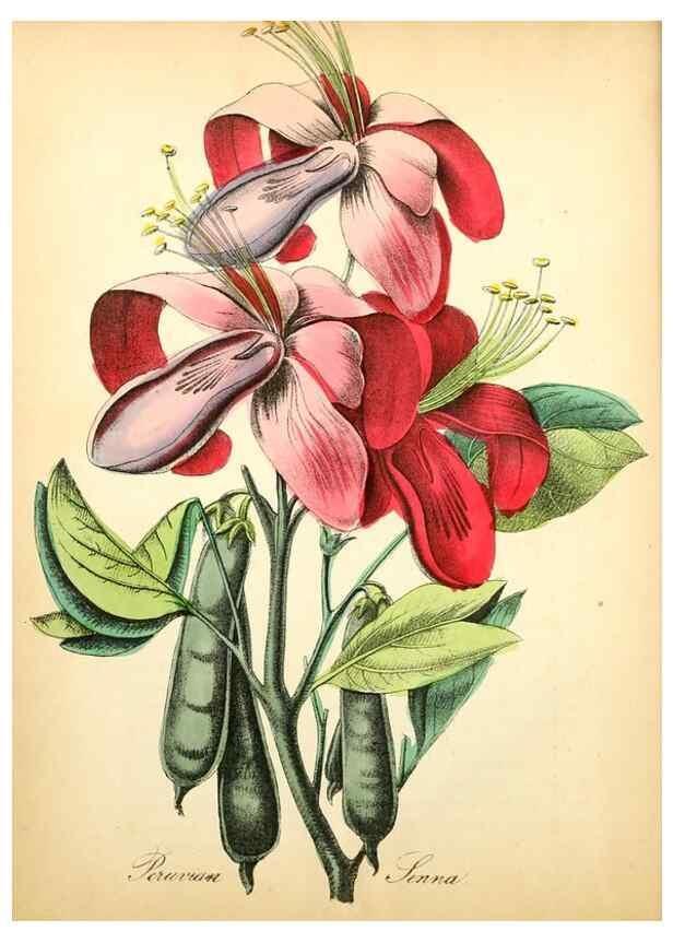 Reproducción/Reproduction 8079580063: The American flora :. New York :Hull & Spencer,1855.