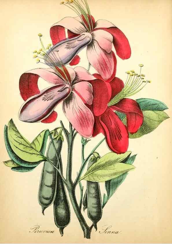 Reproducción/Reproduction 8079580063: The American flora :. New York :Hull & Spencer,1855.