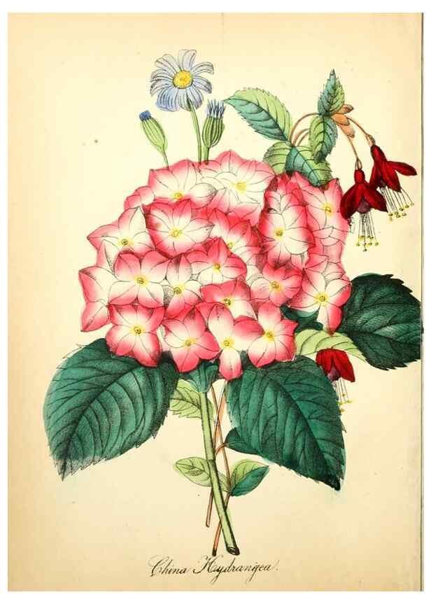 Reproducción/Reproduction 8079580353: The American flora :. New York :Hull & Spencer,1855.