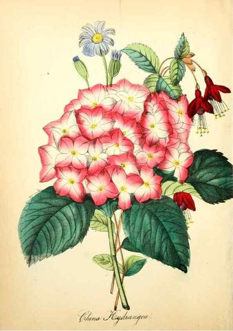 Reproducción/Reproduction 8079580353: The American flora :. New York :Hull & Spencer,1855.