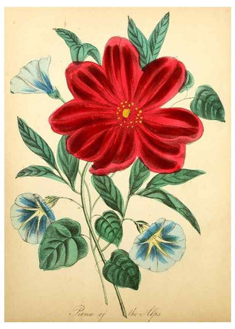 Reproducción/Reproduction 8079580705: The American flora :. New York :Hull & Spencer,1855.