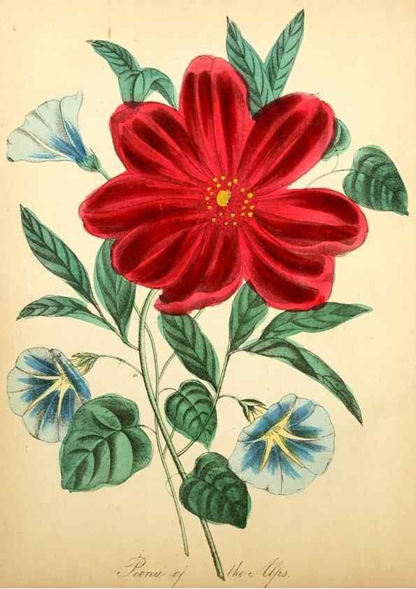 Reproducción/Reproduction 8079580705: The American flora :. New York :Hull & Spencer,1855.