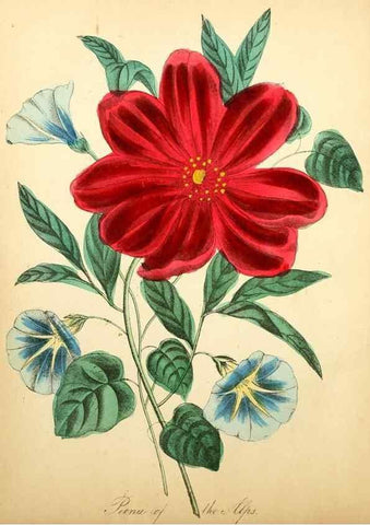 Reproducción/Reproduction 8079580705: The American flora :. New York :Hull & Spencer,1855.