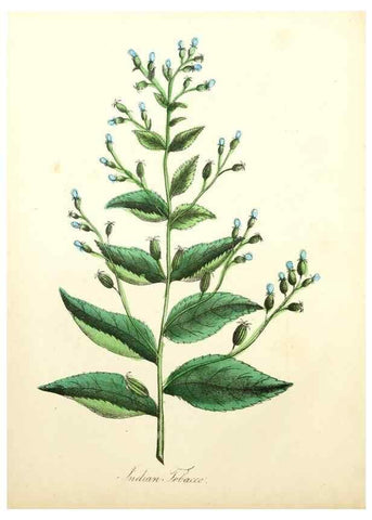 Reproducción/Reproduction 8079581007: The American flora :. New York :Hull & Spencer,1855.