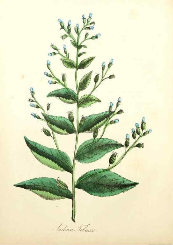 Reproducción/Reproduction 8079581007: The American flora :. New York :Hull & Spencer,1855.