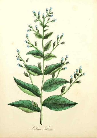 Reproducción/Reproduction 8079581007: The American flora :. New York :Hull & Spencer,1855.
