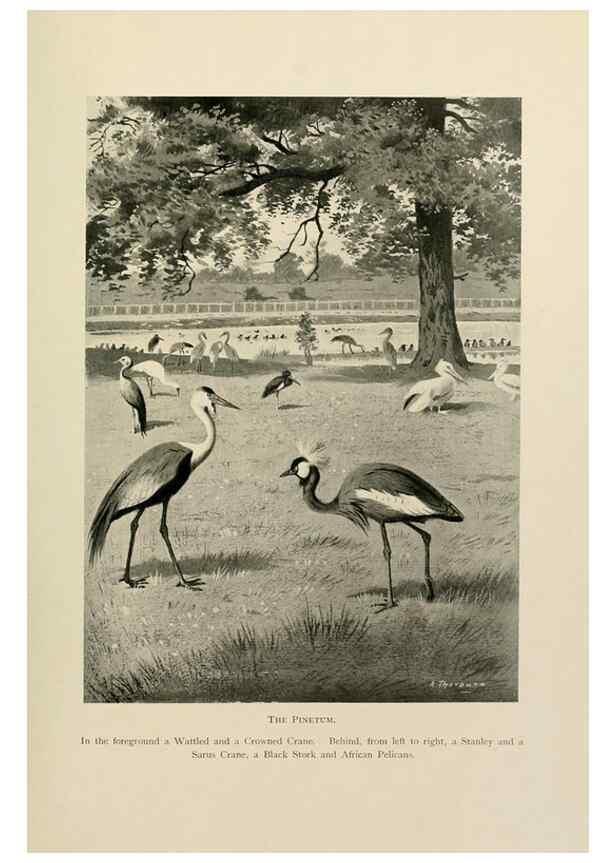 Reproducción/Reproduction 8076814392: Lord Lilford on birds:. London,Hutchinson,1903.