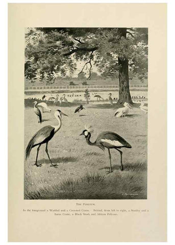 Reproducción/Reproduction 8076814392: Lord Lilford on birds:. London,Hutchinson,1903.